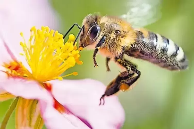 In einem geschotterten Garten finden Bienen kaum Nahrung, ihr Lebensraum wird zerstört.