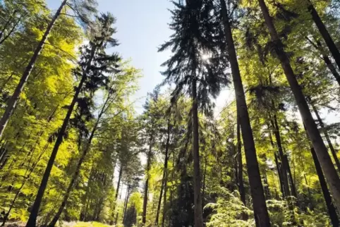 Der Pfälzerwald – hier bei Trippstadt – ist ein Pfund, mit dem die Touristiker in der Region wuchern können.