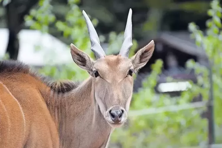 Zieht mit in die neue tierische „Wohngemeinschaft“ ein: eine Elen-antilope.