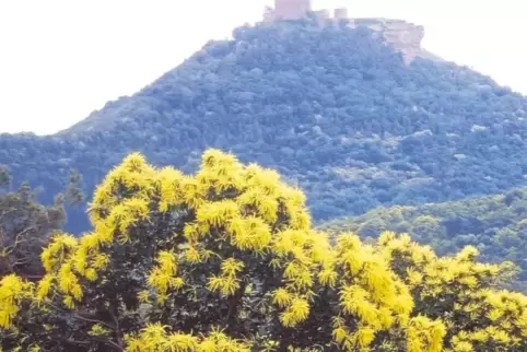 Blühende Keschde vor der Kulisse von Burg Trifels.