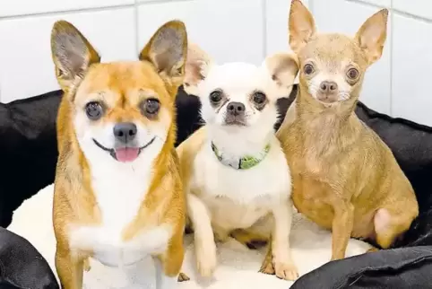 Drei der fünf offenbar ausgesetzten Chihuahuas, zwei sind in Pflegestellen untergebracht.