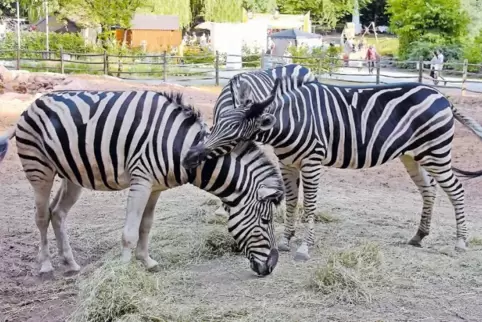 Fast wie daheim: Zebras balgen sich in ihrer neuen Umgebung.