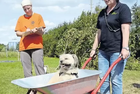 So lässt sich’s leben: Toby, eine Terriermischung, wird beim Sommerfest von Frauchen Heike Herner im Schubkarren gefahren. Links