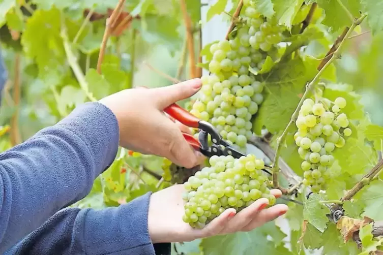 Die Weinlese hat begonnen: etwa 1,5 Millionen Liter Federweißer werden allein in der Pfalz erzeugt.