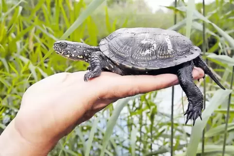 Für die Sumpfschildkröte gibt es viele Förderprojekte in Elsass und Rheinland-Pfalz. Ein Biotop für diese Tiere wurde jetzt auch