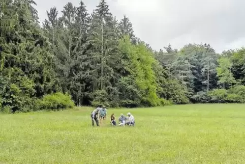 Nur wenige Freiflächen gibt es in dem neuen Naturschutzgebiet, 45 der 50 Hektar sind bewaldet.