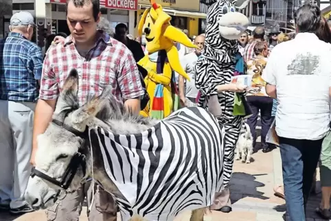 Ob der „Zesel“, eine Anspielung auf das Zebra-Logo des „Querfälltein“-Festivals, nochmals zum Einsatz kommt, steht noch nicht fe