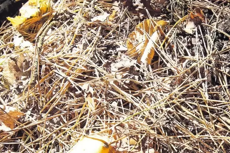 Kiefernnadeln, Buchenbl&auml;tter &ndash; und irgendwo finden sich auch noch Eicheln auf dem Waldboden. Die B&auml;ume werfen ab, was sie k&ouml;nnen
