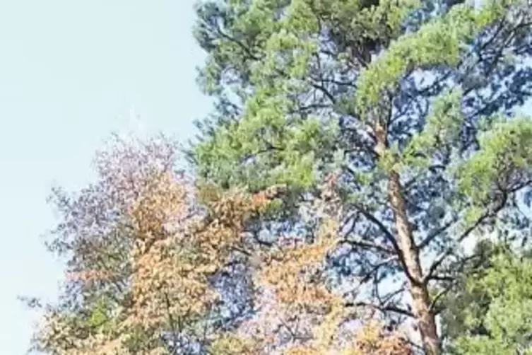 Kontrast im Wald. Aber auch die recht gr&uuml;ne Kiefer verliert Nadeln.