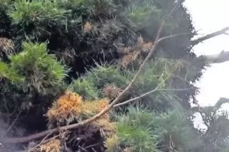 M&auml;rchenhaft: Diese Verdichtung aus Nadeln wird Hexenbesen oder Donnerbusch genannt. Welche Hexe hier wohl geparkt hat?