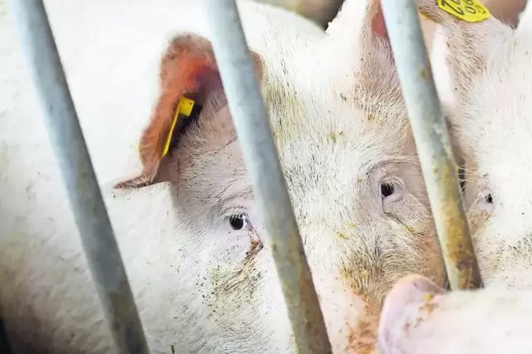 Bis jetzt ist Deutschland von der Afrikanischen Schweinegrippe verschont geblieben. In der Pfalz gibt es 46.000 Schweine in 174 