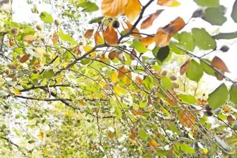 „Bunt sind schon die Wälder“ – so fängt ein Herbstlied an. Und tatsächlich verfärben sich bereits die Blätter der Buche. Allerdi