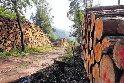 Sieben riesige Polder sind an der Straße bei Schwanheim aufgetürmt. Daraus werden Paletten, Brennholz, Holz für Baumärkte und No