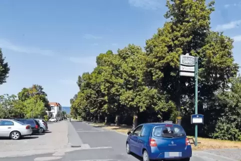 Die Lindenbaumreihe am Jahnplatz soll nach den aktuellen Plänen verschwinden.
