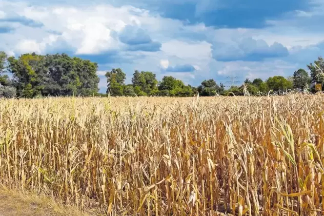 Mais liebt eigentlich die Wärme. Trotzdem sieht er auf diesem Feld bei Bobenheim-Roxheim, an dem unser Fotograf gestern vorbeige Mais liebt eigentlich die Wärme. Trotzdem sieht er auf diesem Feld bei Bobenheim-Roxheim, an dem unser Fotograf gestern vorbeige