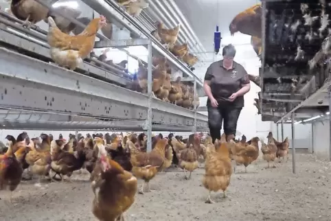 Sandra Guhl besucht die Hühner in ihrem Stall mit Futterband und Legenestern.