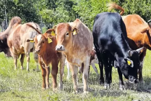 Sie halten die Landschaft offen: Zebu-Rinder weiden auf der ehemaligen Militärfläche.