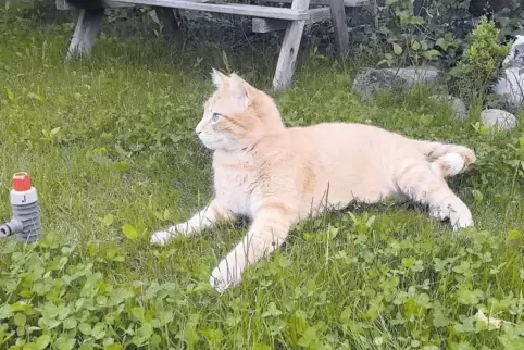 Irgendwas hat Kater Figo aus Neustadt schon wieder im Blick: Gleich wird er wohl den heimischen Garten verlassen, um sein Revier