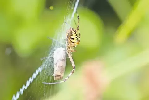 Vorratshaltung auf Spinnenart: Was im Netz hängenbleibt, aber nicht gleich verspeist wird, packt die Spinne in feinste Fäden ein