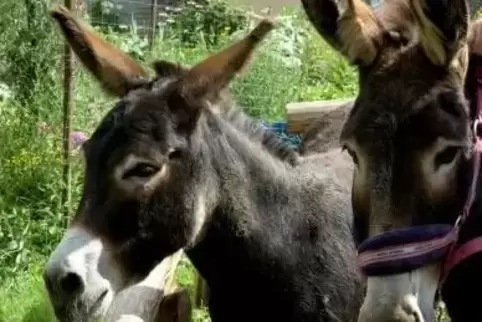 Esel sind eher selten auf der Straße anzutreffen, meint die Polizei, Rehe hingegen schon. Deshalb gelte stets: Augen auf! Archiv