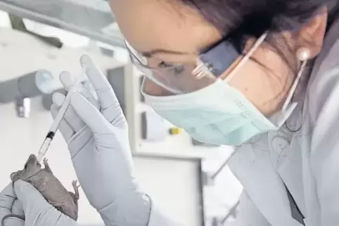 Versuche mit Tieren – wie hier auf diesem Symbolfoto – soll die neue Methode zum Test allergener Hautreaktionen überflüssig mach