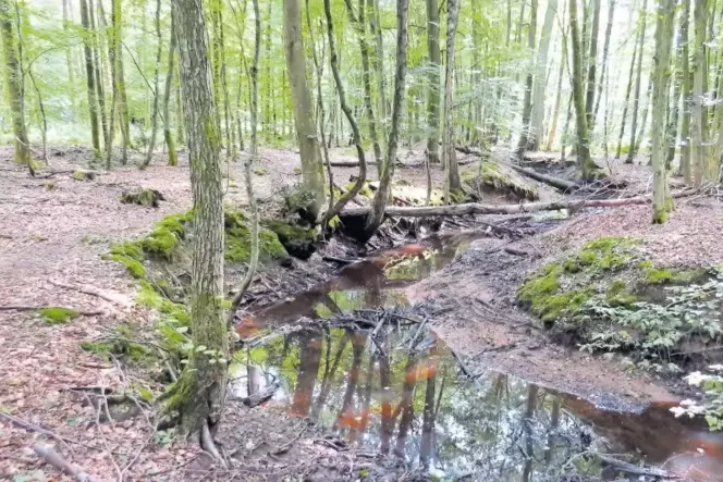 Naturwald am »Aschbacher Weg« im Sommer 2017. Naturwald am »Aschbacher Weg« im Sommer 2017.