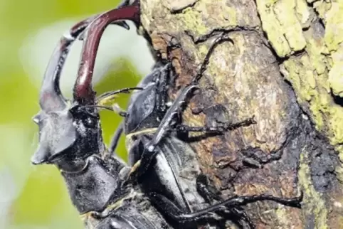 Ist geschützt: der im Auwald vorkommende Hirschkäfer.