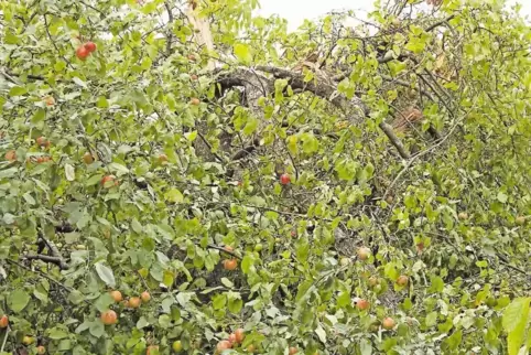 Unter der Last seiner Früchte ist dieser Apfelbaum in Battweiler zerbrochen. Obstbauern sehen Trockenheit und Hitze als Ursache.
