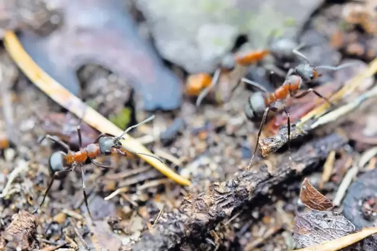 Einheimische Ameisenarten (unser Bild) bekommen Konkurrenz. Die „vernachlässigte Ameise“ ist durch Topfpflanzen von Asien nach E