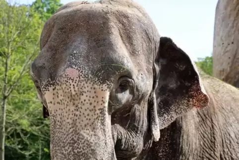 Die Elefantendame Lina hatte wenigstens in den letzten eineinhalb Jahren ihres Lebens eine schöne Zeit.  Archivfoto: Zoo Karlsru