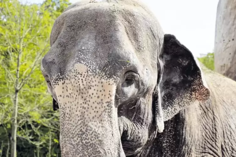 Elefantendame Lina: Die letzten eineinhalb Jahre ihres Lebens wurde sie umsorgt.