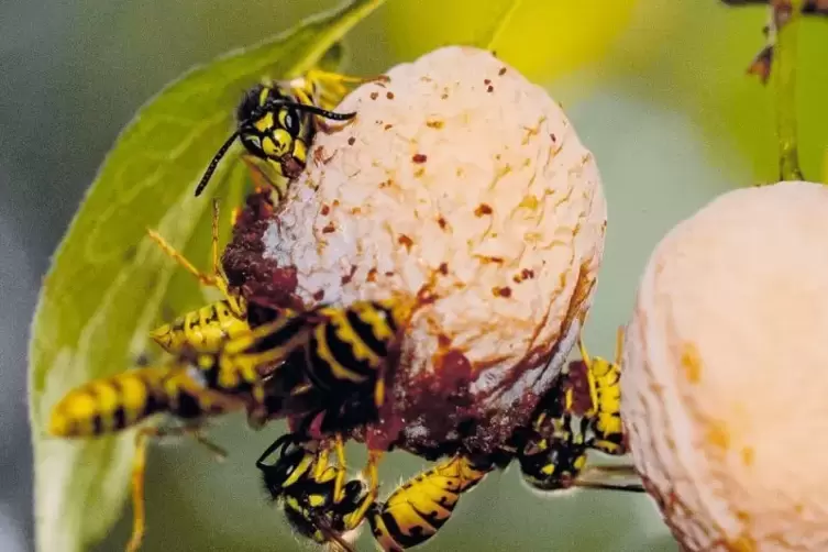 Lästige Leckermäulchen: Wespen fliegen jetzt auf Süßes.