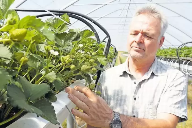 Zufrieden mit der Erdbeerernte: Landwirt Peter Funck, hier auf einem älteren Bild. Zufrieden mit der Erdbeerernte: Landwirt Peter Funck, hier auf einem älteren Bild.