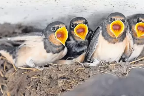 Da die Anzahl der Kuhställe stetig abnimmt, geht den Rauchschwalben auch in unserer Region immer mehr der Lebensraum verloren.