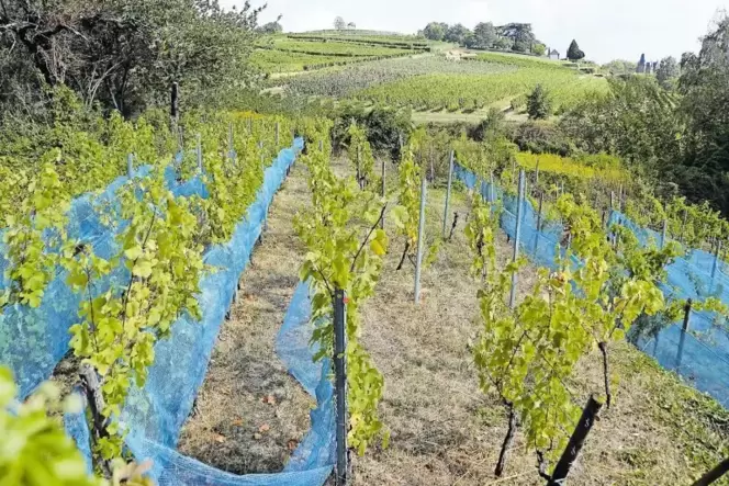 Wird ohne Maschinen von Idealisten bewirtschaftet: Weinberg am Sonnenweg. Wird ohne Maschinen von Idealisten bewirtschaftet: Weinberg am Sonnenweg.