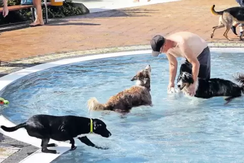 Willkommene Abkühlung: Auch Hunde haben Spaß im Freibad.