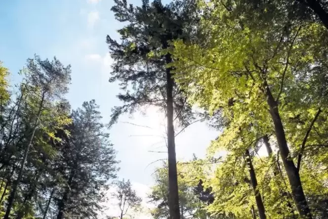 Lädt zu einem Besuch ein: Der Pfälzerwald, hier bei Trippstadt, bietet für Wanderer, Radfahrer und Reiter viele Möglichkeiten. Lädt zu einem Besuch ein: Der Pfälzerwald, hier bei Trippstadt, bietet für Wanderer, Radfahrer und Reiter viele Möglichkeiten.