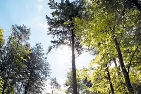 Lädt zu einem Besuch ein: Der Pfälzerwald, hier bei Trippstadt, bietet für Wanderer, Radfahrer und Reiter viele Möglichkeiten.