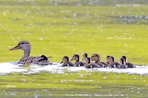 Ist leicht mit einer Stockente zu verwechseln: die seltene Schnatterente. Hier schwimmt gerade eine mit ihren Jungen auf dem Sil