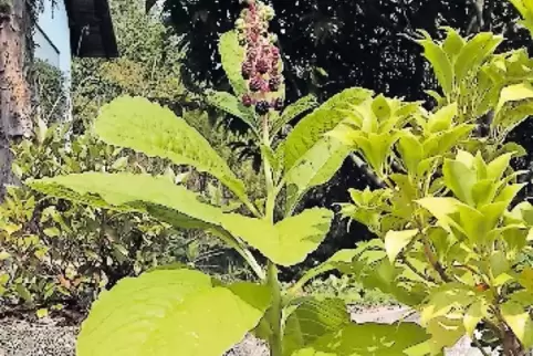 Identifiziert: die Kermesbeere im Garten von Klaus Erb.
