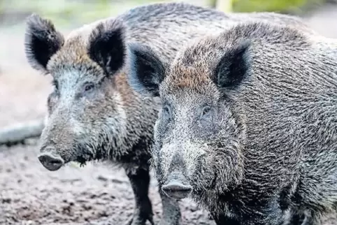Für Schweine ist das Virus meist tödlich.