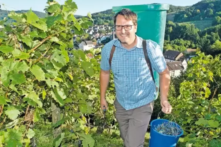 Tino Schreck hilft bei der Weinlese in Wolfstein. Die Rappen wandern anschließend in die sogenannte Abbeermaschine. Darin werden