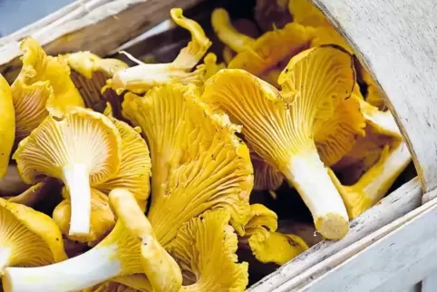 Frische Pfifferlinge duften aromatisch und sehen prallgelb aus.