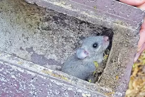 Wo im Frühjahr noch Vögel ihren Nachwuchs gefüttert haben, verstecken sich nun kleine Säugetiere wie der Siebenschläfer.
