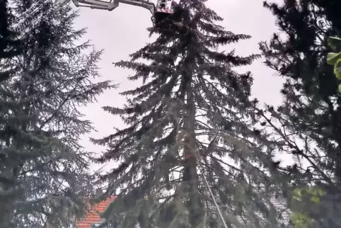 Bei Alsenz drohte eine Tanne auf ein Wohnhaus zu stürzen. Sie wurde von einer Spezialfirma von oben heruntergeschnitten.