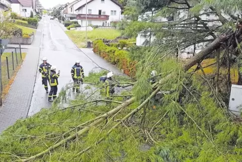 In der Bechhofer Talstraße räumte die Feuerwehr einen umgestürzten Baum von der Straße.