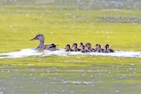 Die seltene Schnatterente ist leicht mit einer Stockente zu verwechseln. Hier schwimmt gerade eine mit ihren Jungen auf dem Silb