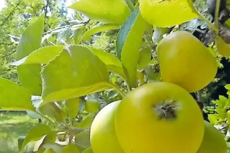 Die Erträge bei der Apfelernte sind höher als im Durchschnitt.
