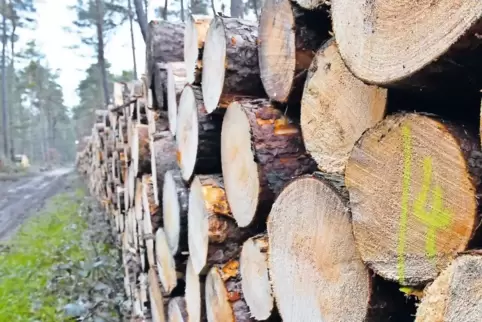 Rund 4500 Festmeter Holz werden pro Jahr im Gemeindewald eingeschlagen.