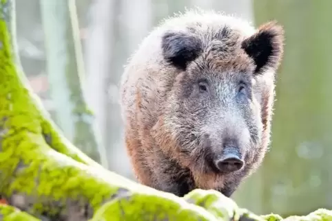 Wildschweine können von der Krankheit betroffen sein. Diese nähert sich der Westpfalz und dem Saarland immer mehr.